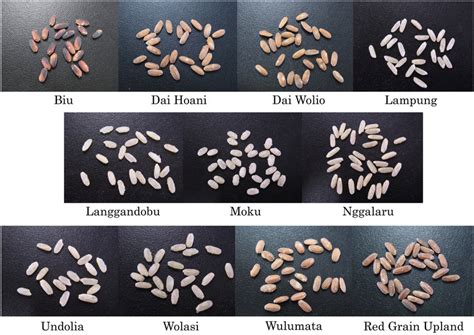 Grain Color And Shape Variation In Rice Varieties That Are Used To