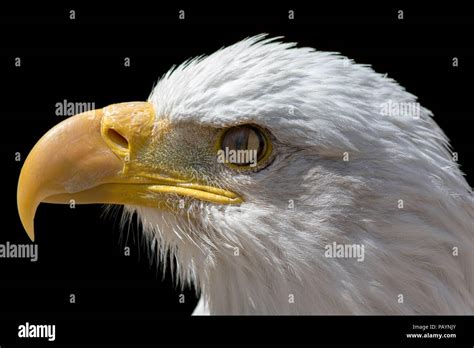 Bird Eyelid Hi Res Stock Photography And Images Alamy