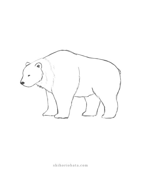 How to Draw a Bear: An Easy Step by Step Tutorial