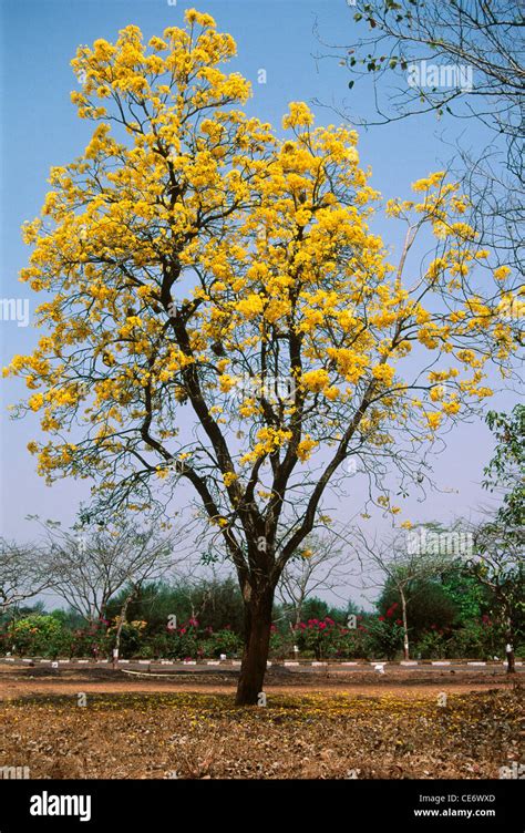 Trumpet Tree Tabebuia Tree Roble Tree Yellow Flowers Dapoli