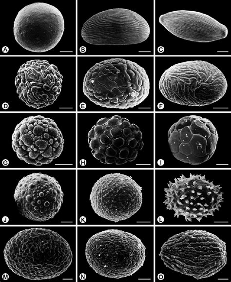 Amorphophallus And Pseudodracontium Pollen Scanning Electron