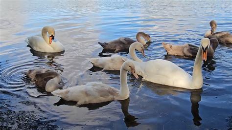 Mute Swan Pair Felix And Autumn Have Preening Session With Their