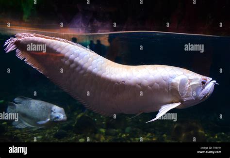 Albino Arowana fish - Silver arowana swimming in tank underwater aquarium / scleropages aureus ...