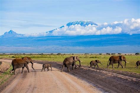 Tagestour Zum Amboseli Park Getyourguide