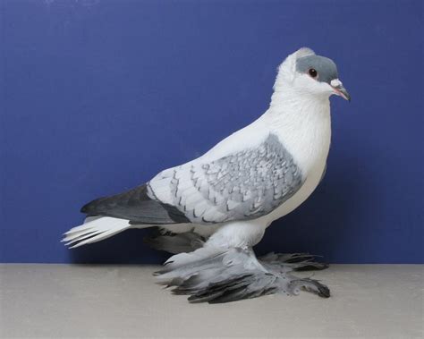 Saxon Swallow Pigeons Pigeontype