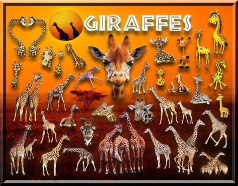 Giraffes - Africa Photo (22923938) - Fanpop