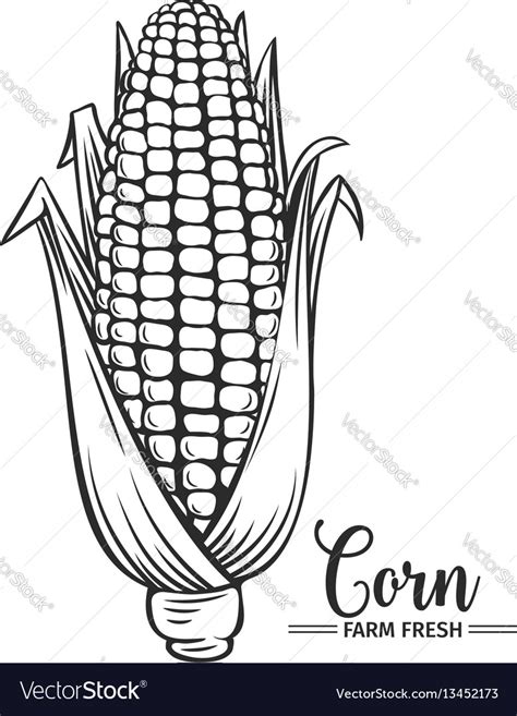 Hand Drawn Corn Icon Royalty Free Vector Image