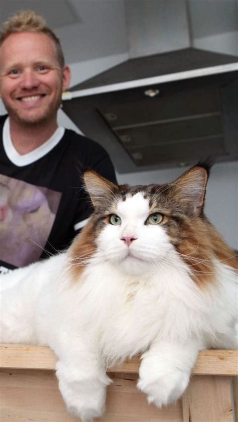 Meet Samson Aka Catstradamus The Largest Cat In New York City Cat Memes Large Cats Cats