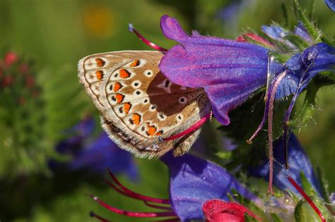 Vroege Vogels Foto Geleedpotigen Bruin Blauwtje