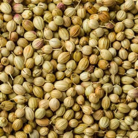 Whole Coriander Seeds