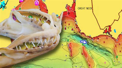 Local Fluke Summer Flounder Spots On The Map Navionics Mapping