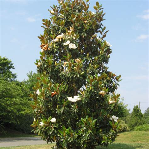 Magnolia Grandiflora Trees For Sale Trees Direct