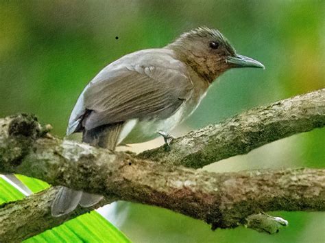 Zamboanga Bulbul Ebird