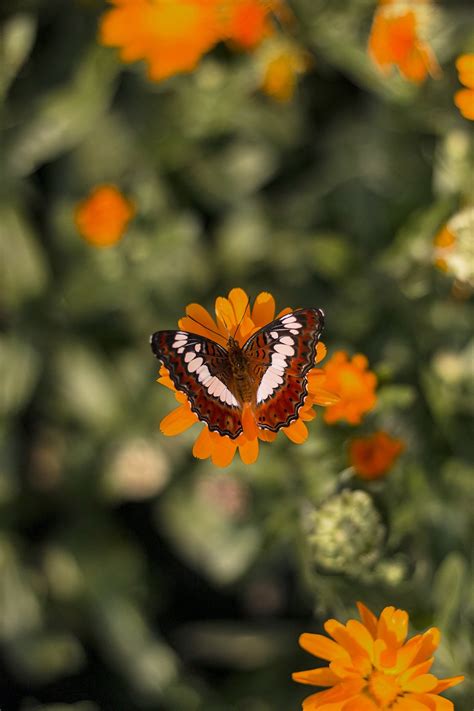 Kostenlose Foto Natur Draussen Bl Hen Fl Gel Pflanze Fotografie