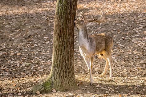 Shielding Your Trees The Ultimate Guide Against Pests And Wildlife Delco Tree Service