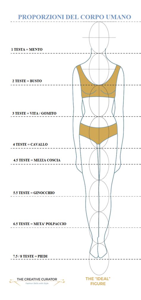 Le Proporzioni Del Corpo Umano Dolcezze E Magia