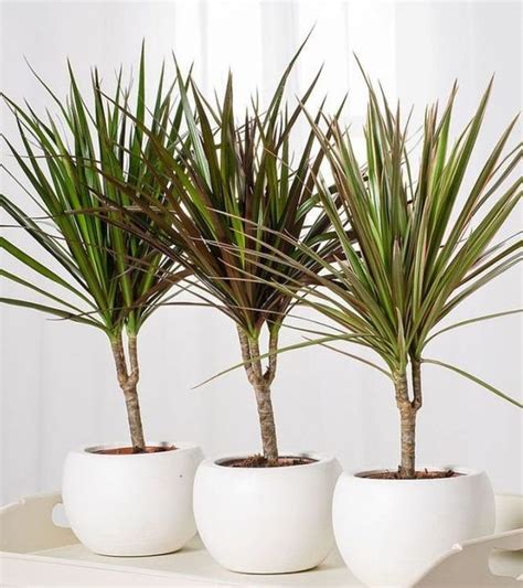 Dracaena draco indoor Flower Seeds from Ukraine | Etsy