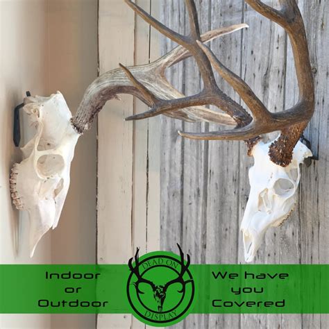 Dead On Display Skull Hanger European Skull Hanger