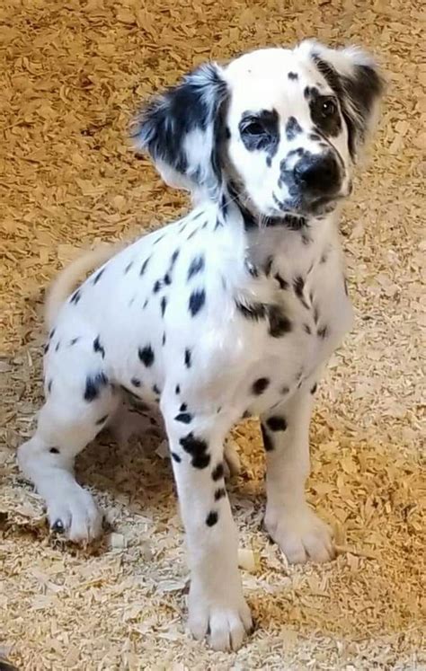 Long Haired Dalmatian Dog Breed Profile - Dog Dwell