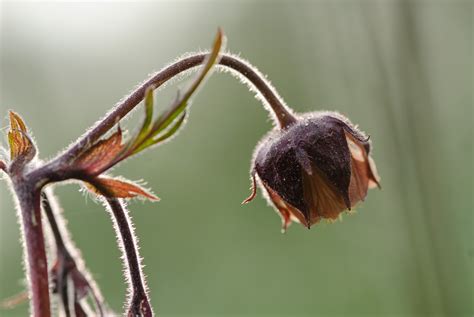 Knikkend Nagelkruid Rozenfamilie Wilde Planten Kwekerij Kasenco