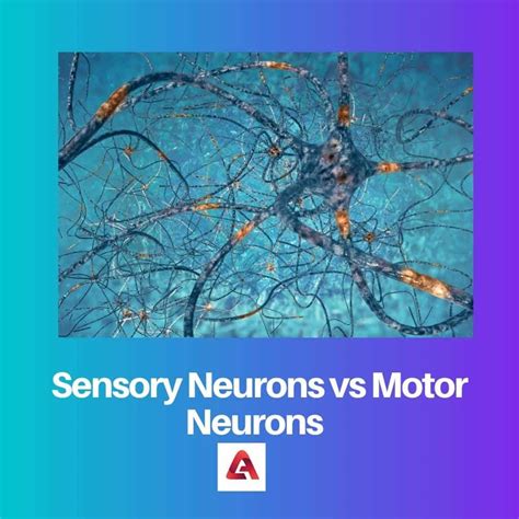 Sensory Vs Motor Neurons Difference And Comparison