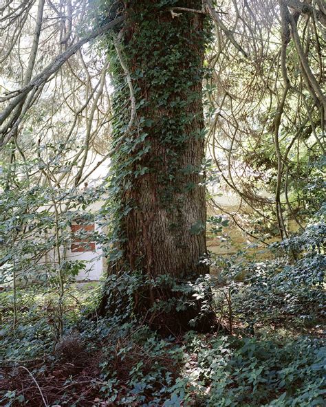 Balsam Fir — Gathering Growth