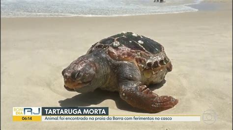 V Deo Tartaruga Encontrada Morta Na Praia Da Barra Bom Dia Rio G