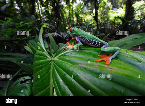 Red Eyed Tree Frog Agalychnis Callidryas La Selva Costa Rica Stock