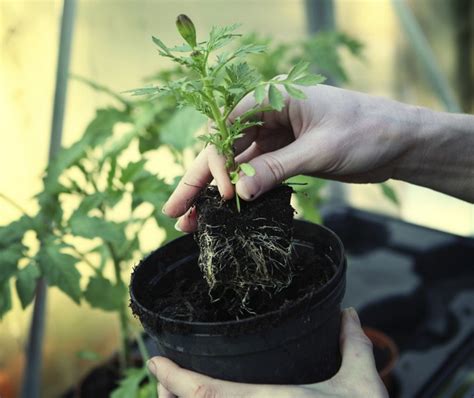 Cómo Trasplantar Plantas Arbustos O árboles Sin Que Mueran En El