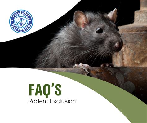 Rodent Exclusion Frequently Asked Questions Fullscope Pest Control