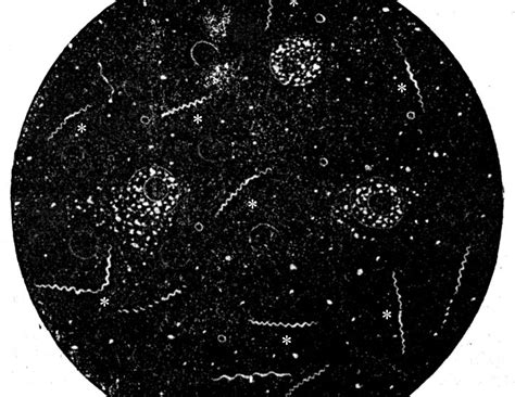 Syphilis Microscopy