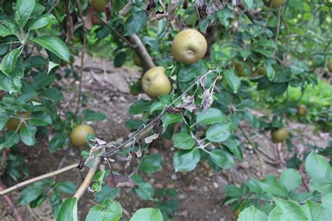 Symptoms Of Common Apple Diseases Database Of Apple Diseases