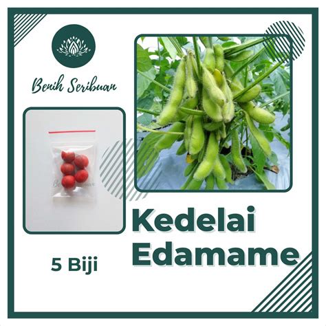 Jual 5 Bibit Kedelai Edamame Super Benih Sayuran Super Ryoko 75 Kacang