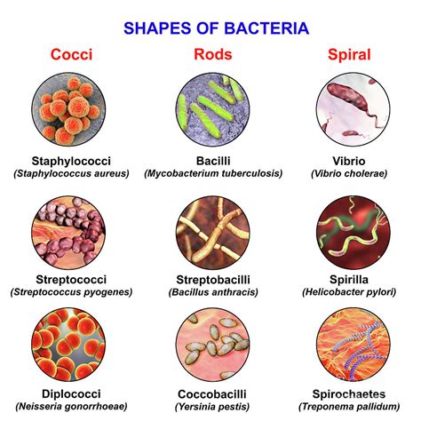 Staphylococcus Aureus Bacteria Shape