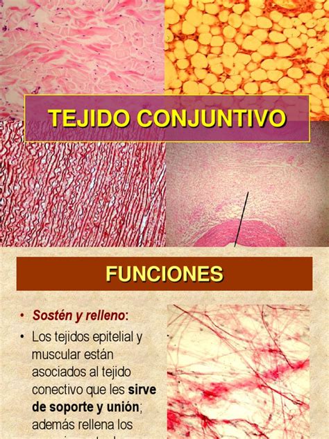 Tejido Conjuntivo Fibroblastos Tejido Conectivo