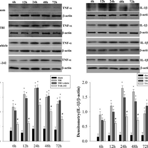 A Western Blot Analysis Demonstrated Levels Of Tnf α And Il 1β In The