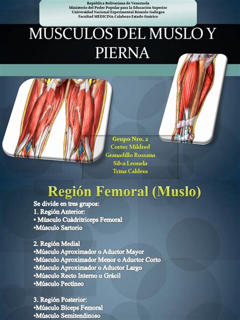 PDF Msculos Del Muslo Y Pierna DOKUMEN TIPS