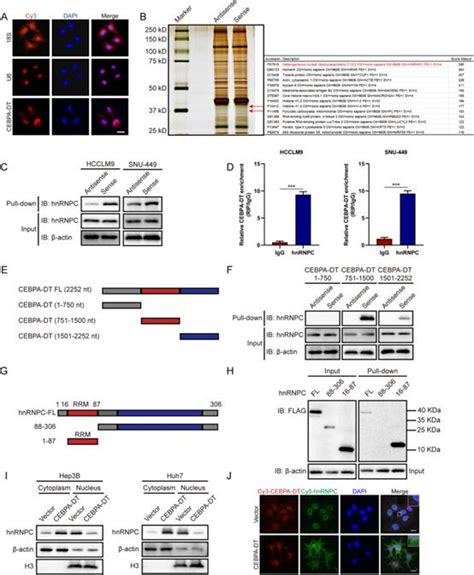 Lncrna Cebpa Dt通过与hnrnpc相互作用激活ddr2β Catenin从而促进肝癌转移