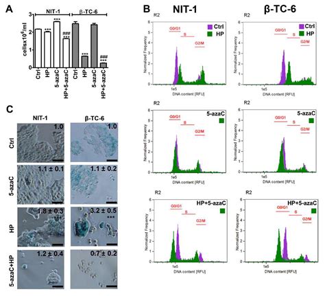 Cells Free Full Text 5 Azacytidine Inhibits The Activation Of