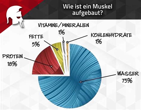 Bersch Tzt Wie Viele Zus Tzliche Kalorien Verbrennt Muskelmasse