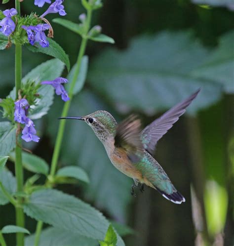 Pictures And Information On Broad Tailed Hummingbird