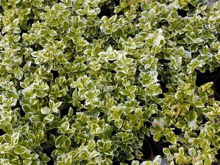 Euonymus Fortunei Emerald Gaiety Thompsons Plants Garden Centres