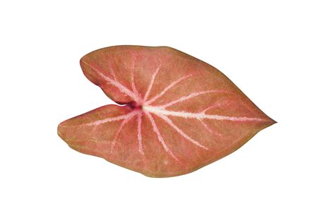 Free Beautiful Caladium Bicolor Leaves 20952097 PNG With Transparent