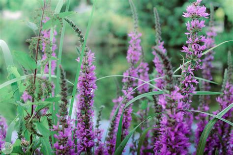 Stop Invasive Plants From Taking Over Your Garden Gecko Green