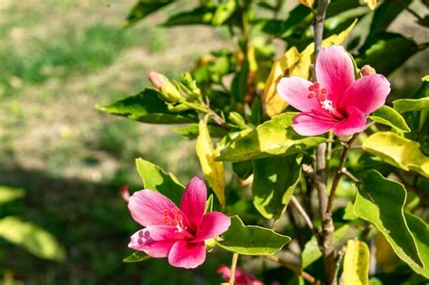 Flor Rosada Del Syriacus Del Hibisco En Jard N Foto Premium