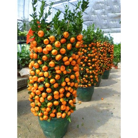 kiat kiat orange dwarf fruit tree seeds | Lazada PH