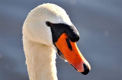 Mute Swan - Description, Habitat, Image, Diet, and Interesting Facts