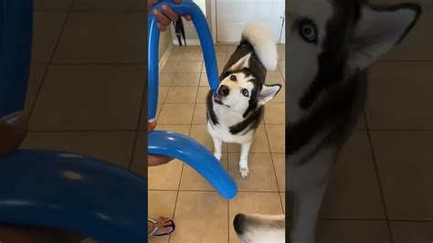 Water Balloon Explodes In Huskys Face Shorts Youtube Husky