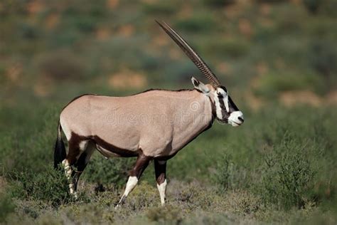 Gemsbok Antelope In Natural Habitat Stock Photo Image Of Kgalagadi