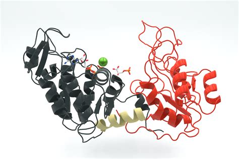 Phosphoglycerate kinase - Wikipedia | Learning process, Chemistry ...